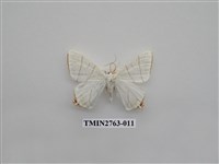 藏品(尺蛾332)的圖片